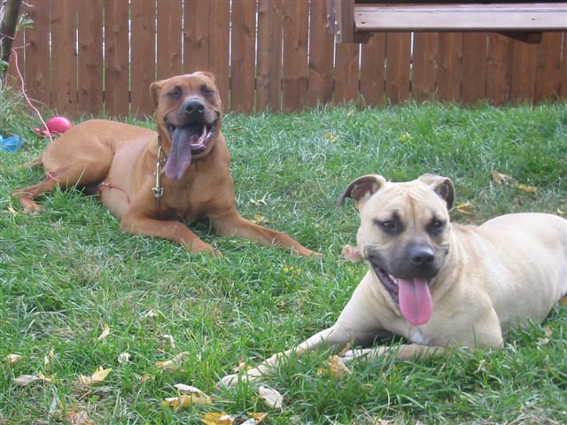 Words of Affirmation Enthusiasts: Breeds That Live for Praise (Image Credits: Flickr)