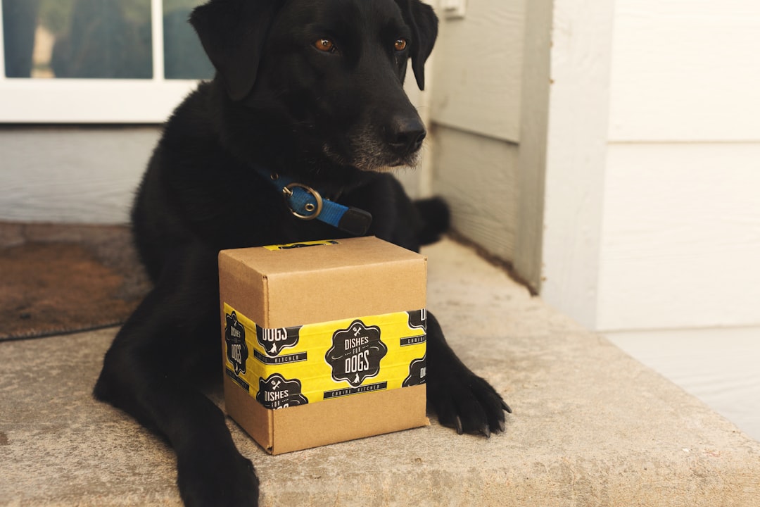 Gift Giving Devotees: Breeds That Speak Through Presents (Image Credits: Unsplash)