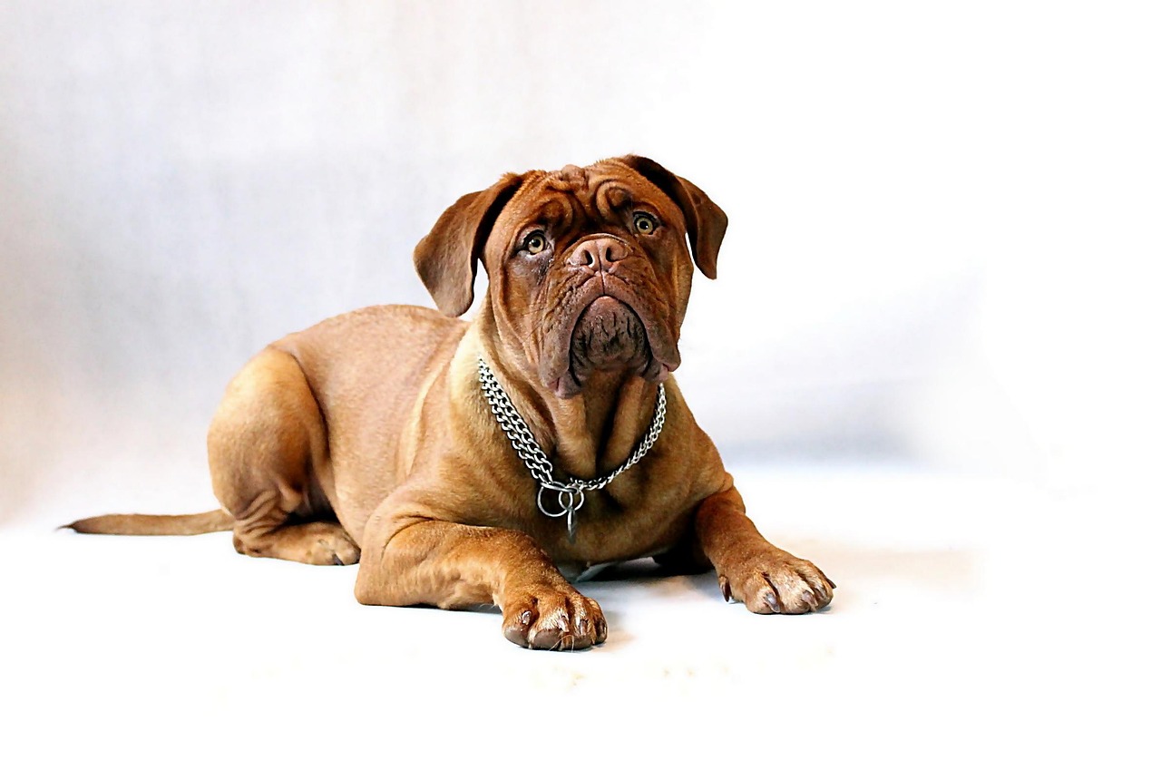 The Gentle Giants: Breeds for Calm, Steady Love (Image Credits: Pixabay)
