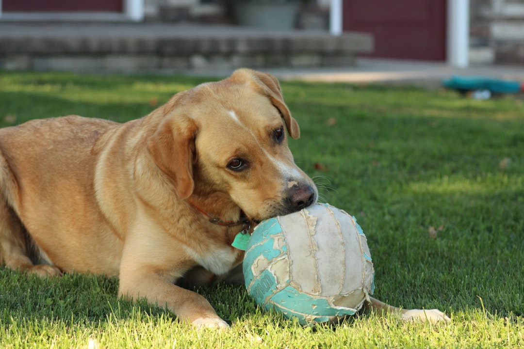The Energetic Entertainers: Breeds for Playful Spirits (Image Credits: Unsplash)