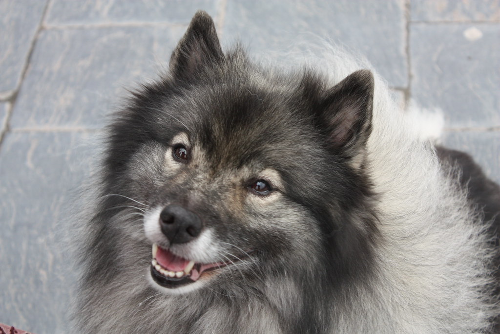 The Independent Spirits: Breeds for Self-Sufficient Personalities (Image Credits: Flickr)