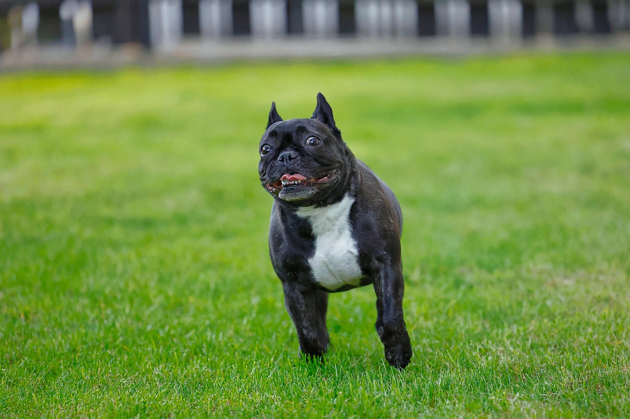 The Tiny Comedians: Breeds for Those Who Love Big Personalities (Image Credits: Pixabay)