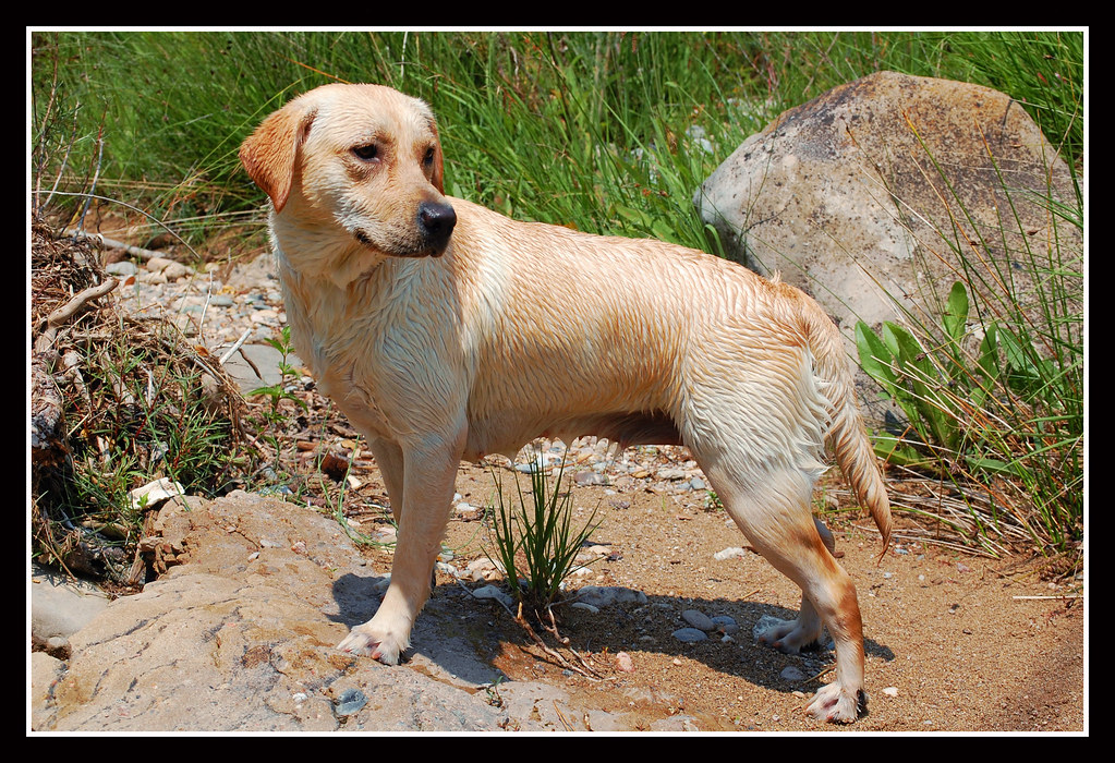 The Versatile Athletes: Breeds for Active Adventurers (Image Credits: Flickr)