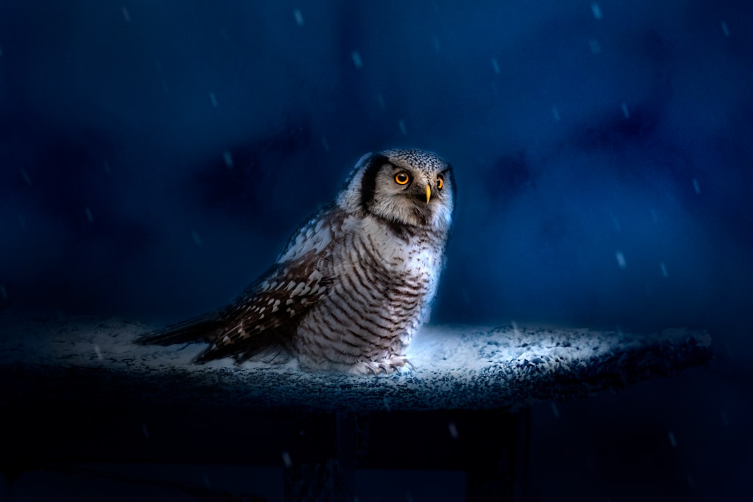The Owl: Wisdom Through Watchful Waiting (Image Credits: Unsplash)