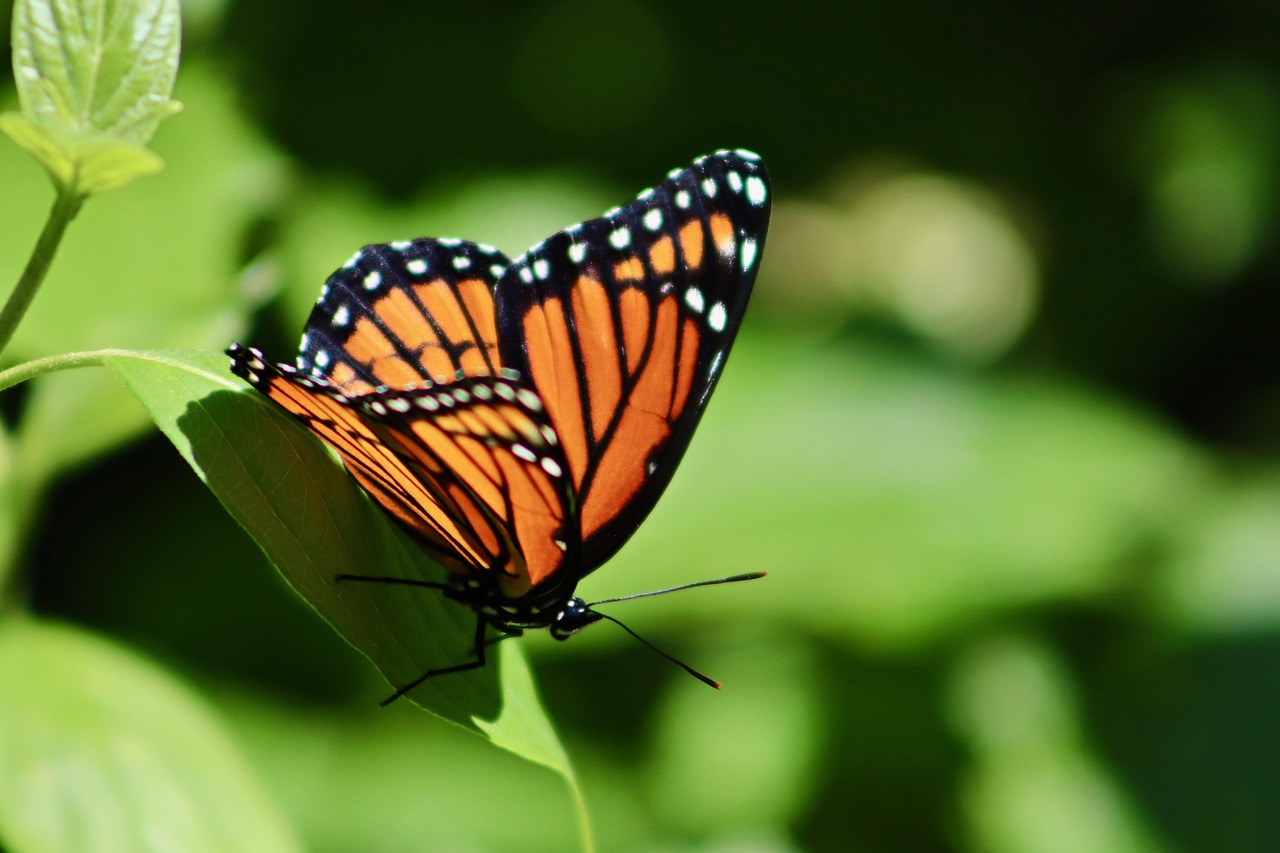 The Butterfly: Transformation Through Turbulence (Image Credits: Pixabay)