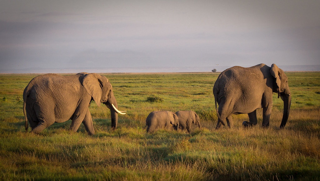 The Elephant: Memory as Strength (Image Credits: Flickr)