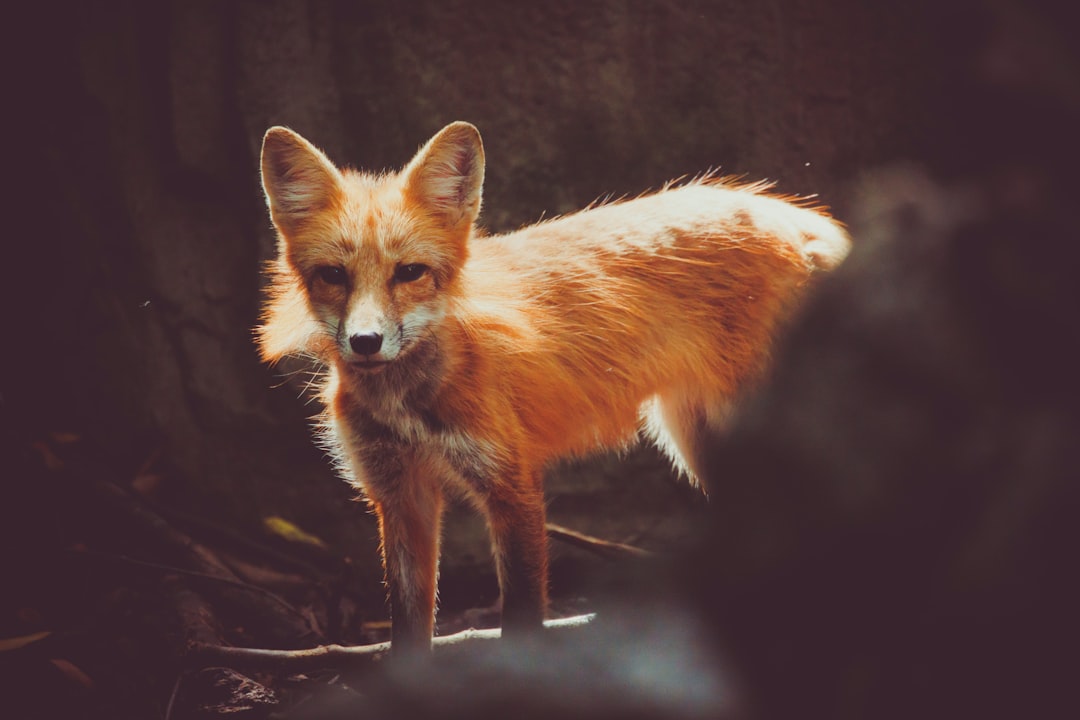 The Fox: Adaptability as Advantage (Image Credits: Unsplash)