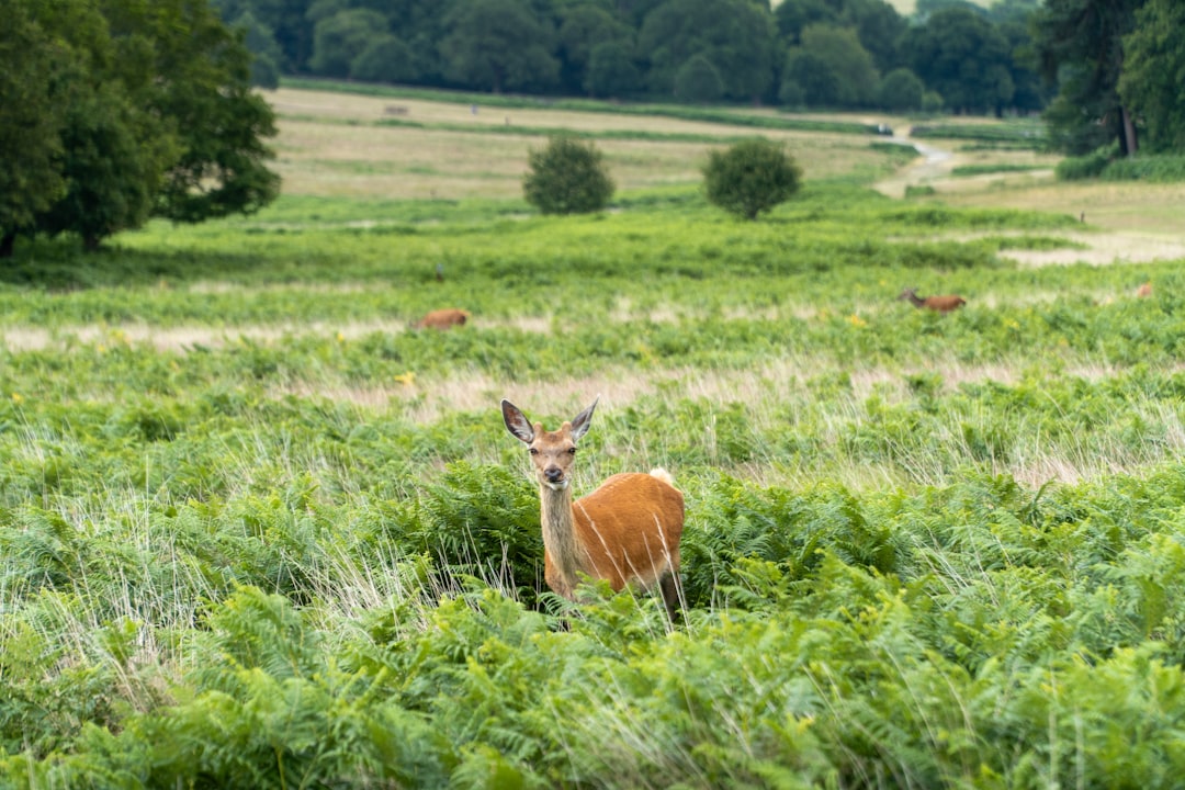 The Deer: Grace Under Pressure (Image Credits: Unsplash)
