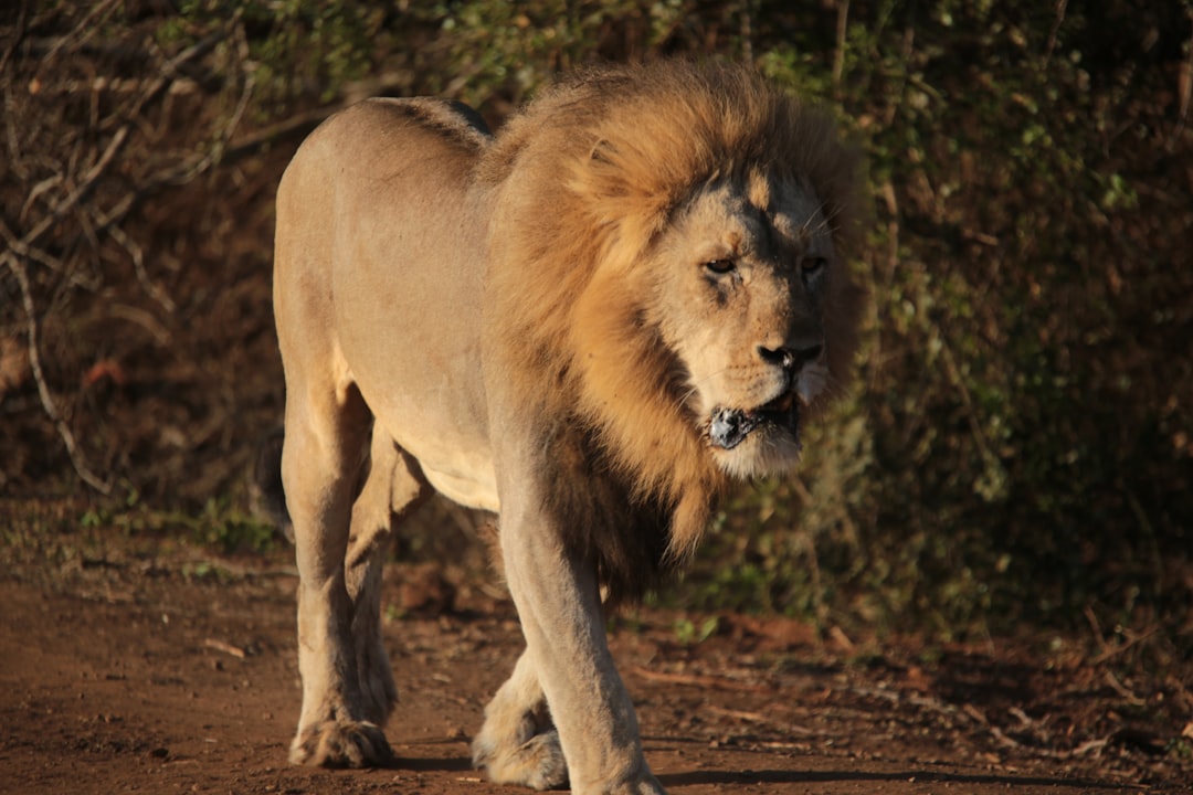 The Lion: Courage in Crisis (Image Credits: Unsplash)