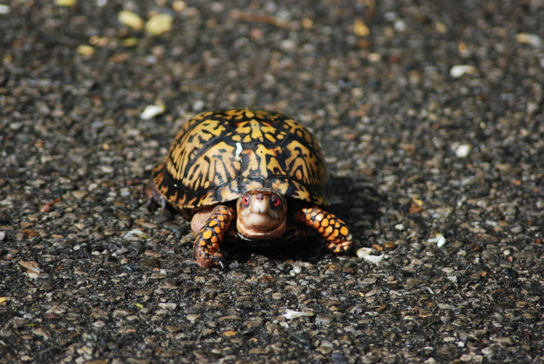 The Turtle: Slow and Steady Wins (Image Credits: Unsplash)