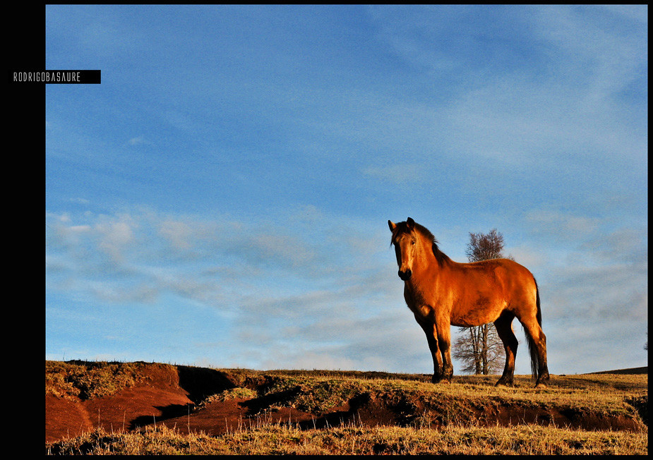 Conclusion: Your Animal, Your Strength (Image Credits: Flickr)