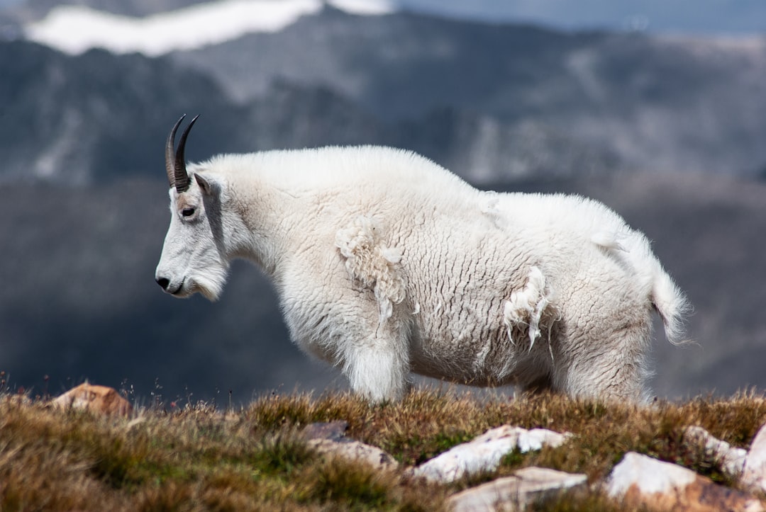 Mountain Goats: Cliff-Dwelling Winter Specialists (Image Credits: Unsplash)