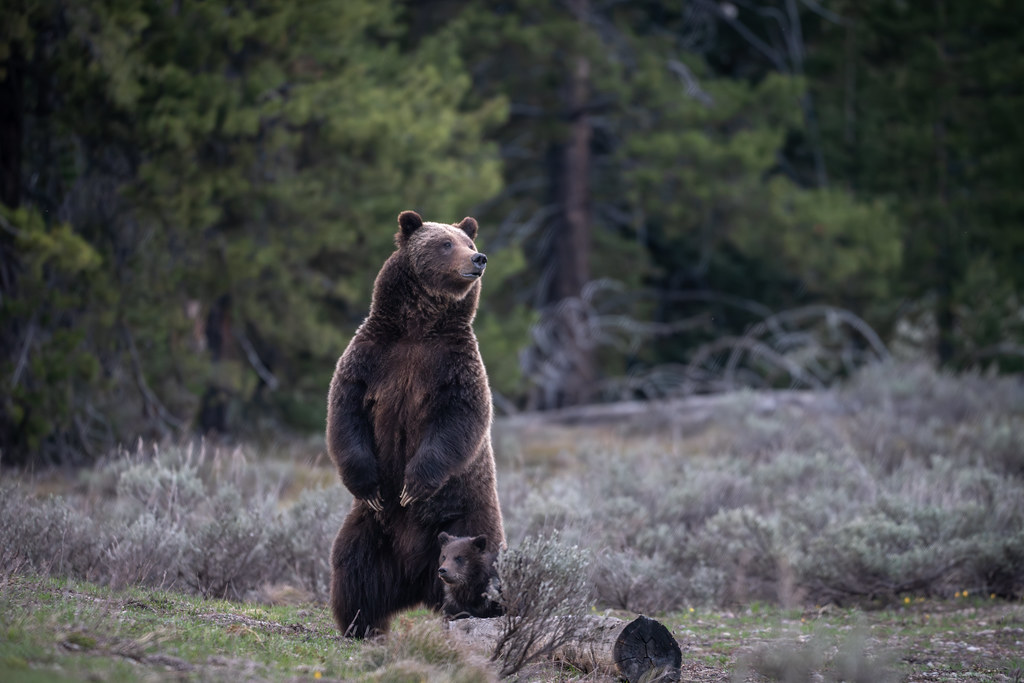 Grizzly Bears: Hibernation Powerhouses (Image Credits: Flickr)