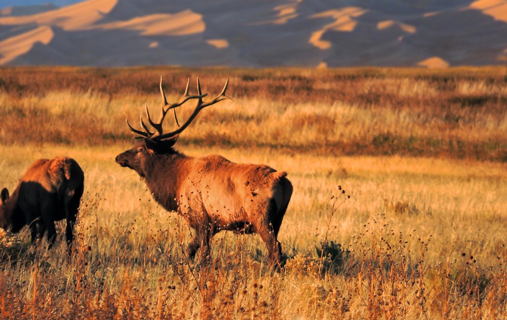 Elk: Majestic Migrators of American Ranges (Image Credits: Flickr)