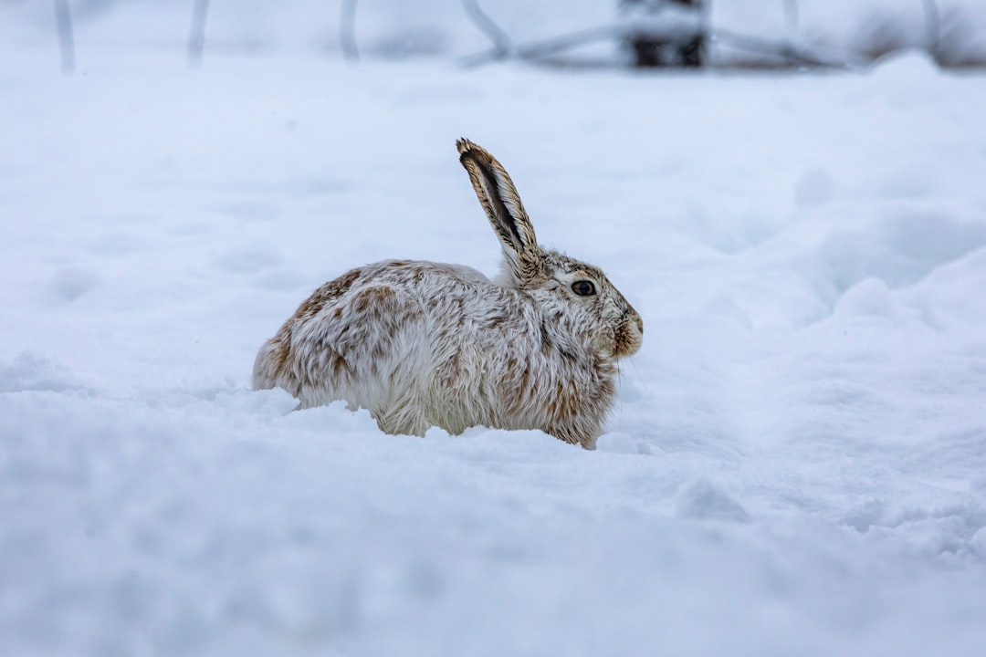 Snowshoe Hares: Champions of Winter Camouflage (Image Credits: Unsplash)