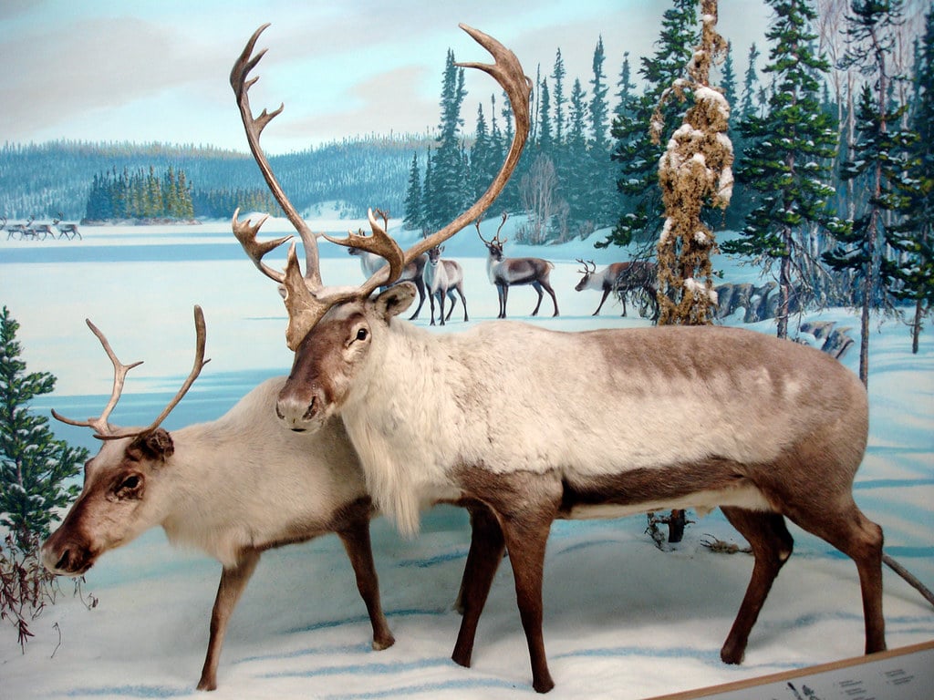 Caribou: America's Greatest Winter Nomads (Image Credits: Flickr)