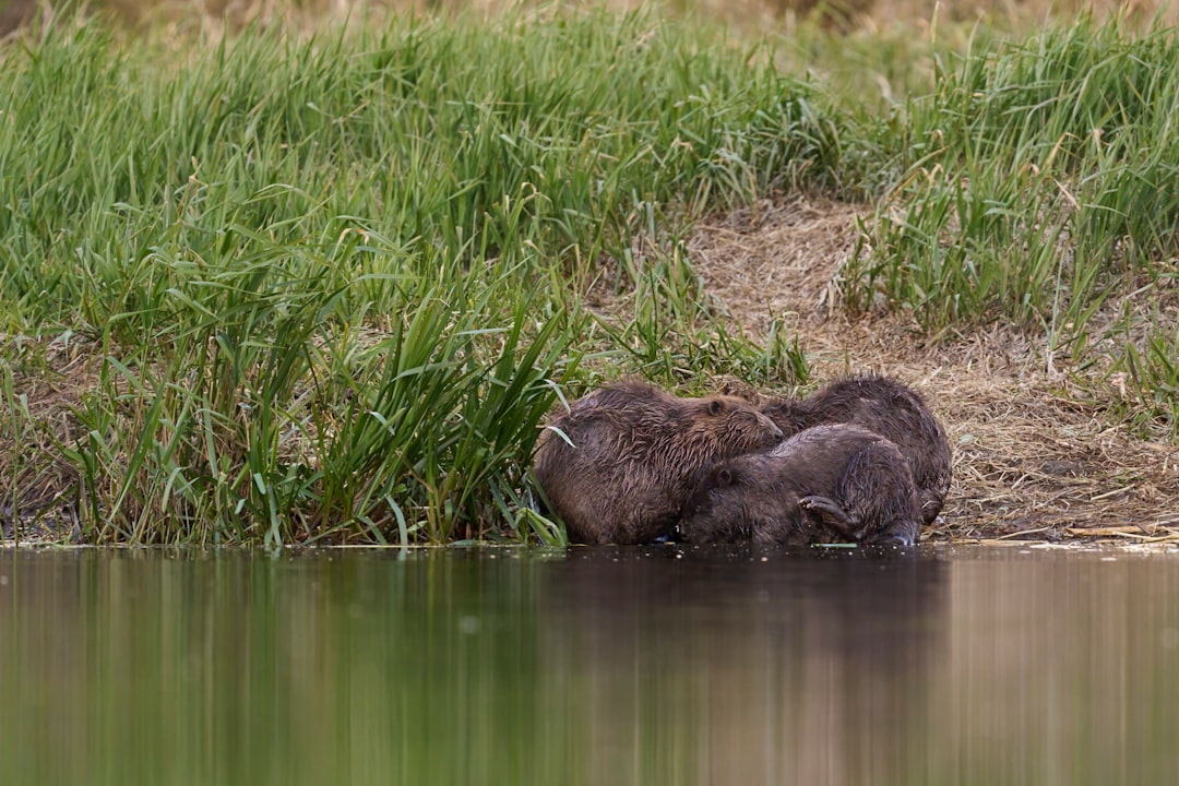 Beavers: Winter Engineering Marvels (Image Credits: Unsplash)