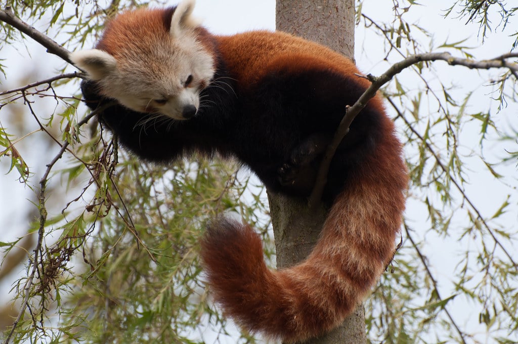 Red Pandas: High-Altitude Winter Specialists (Image Credits: Flickr)