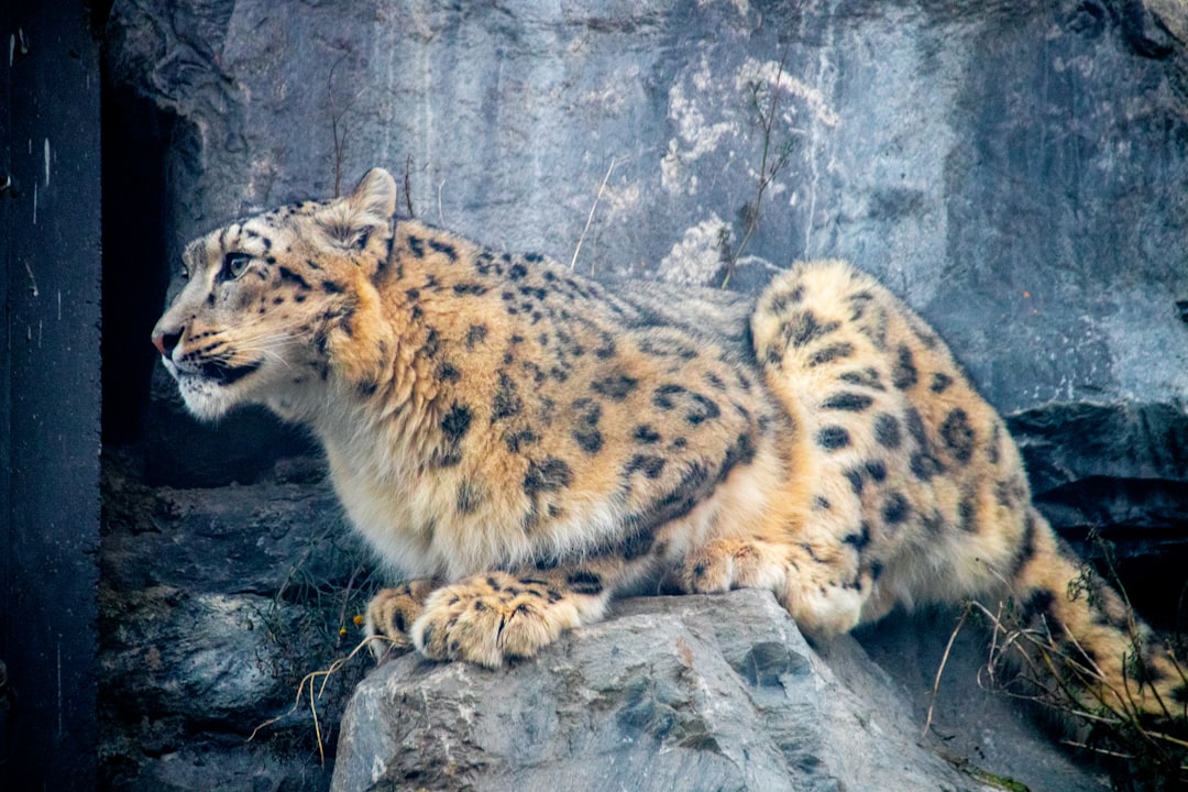 Snow Leopards: High-Mountain Winter Predators (Image Credits: Unsplash)