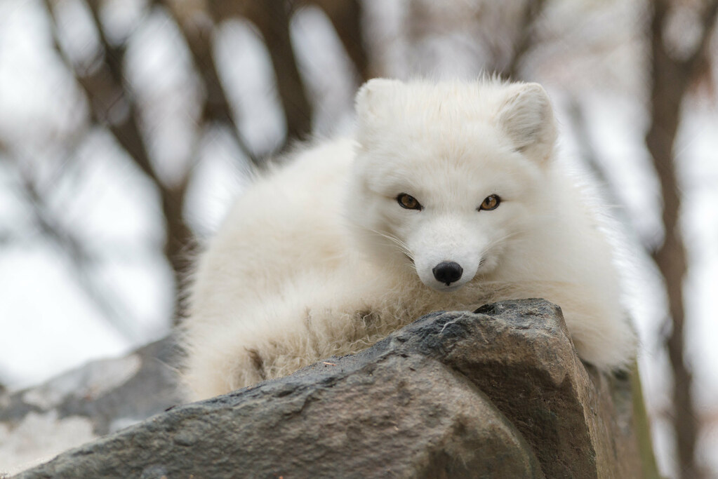 Animals That Embody America's Winter Energy
