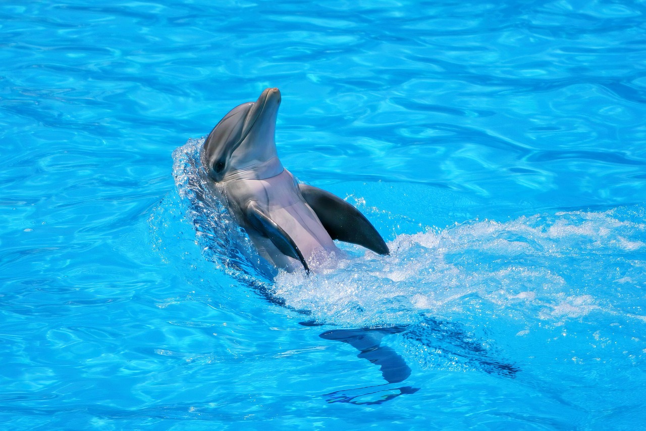 The Dolphin: Freedom and Playful Communication (Image Credits: Pixabay)