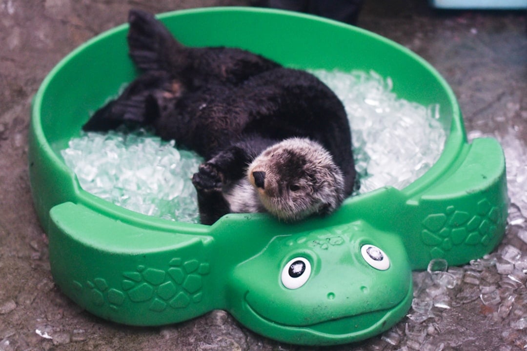 The Otter: Pure Joy in Simple Pleasures (Image Credits: Unsplash)