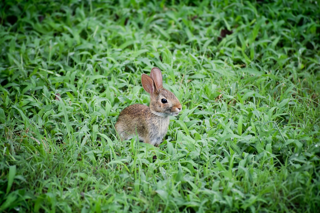 The Bunny: Innocence and Fresh Beginnings (Image Credits: Unsplash)