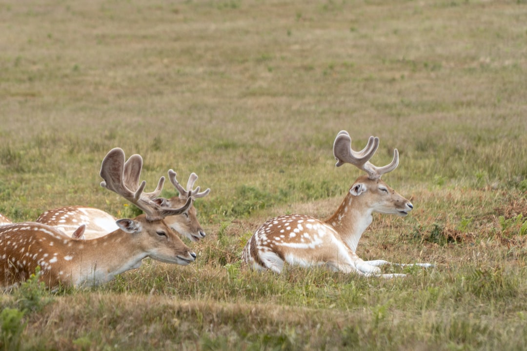 The Deer: Gentle Intuition and Heartfelt Connections (Image Credits: Unsplash)
