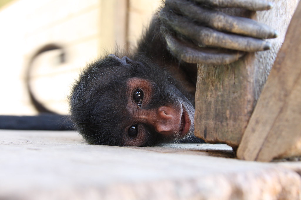 The Monkey: Mischief and Carefree Adventure (Image Credits: Flickr)