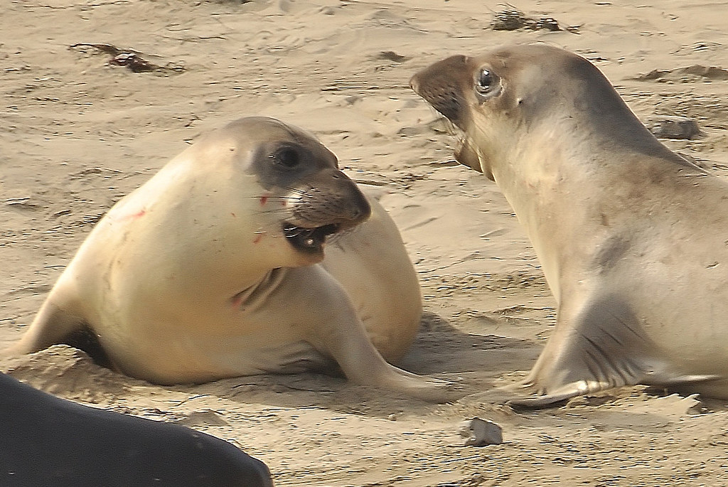 The Seal: Creative Problem-Solving Through Play (Image Credits: Flickr)