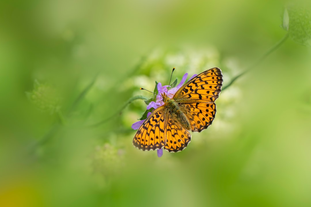 The Butterfly: Transformation and Beautiful Change (Image Credits: Unsplash)