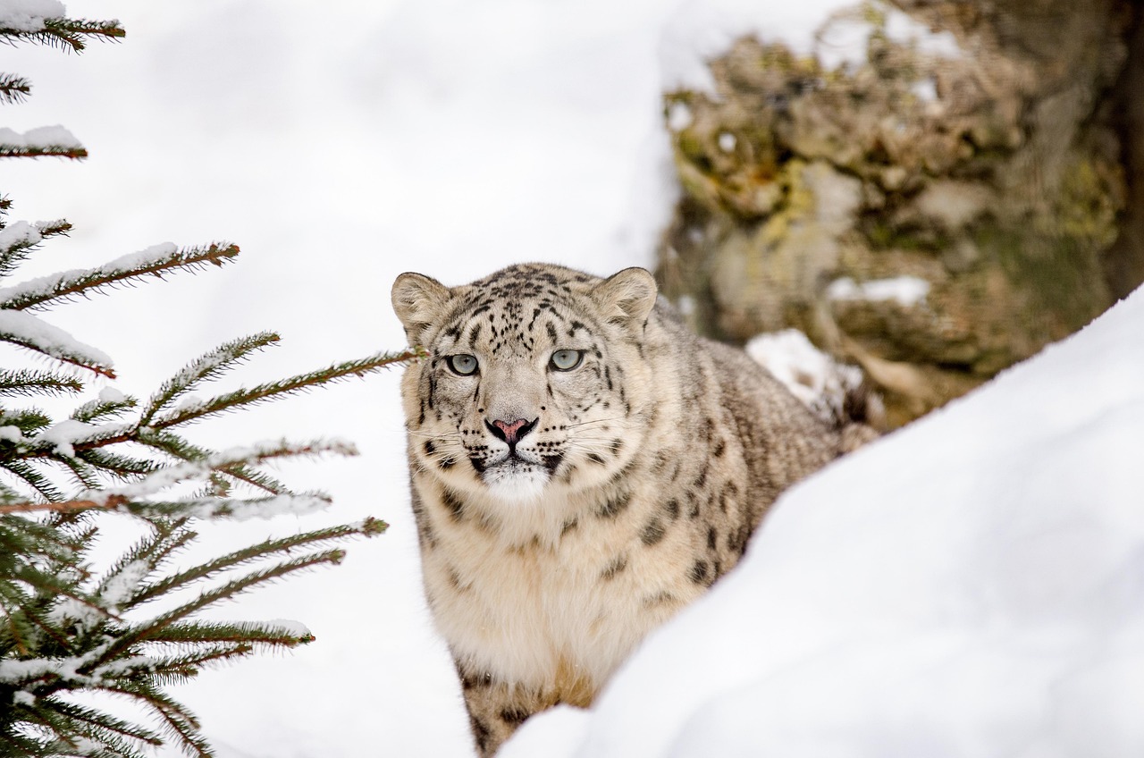 The Patient Perfectionist: Snow Leopard (Image Credits: Pixabay)