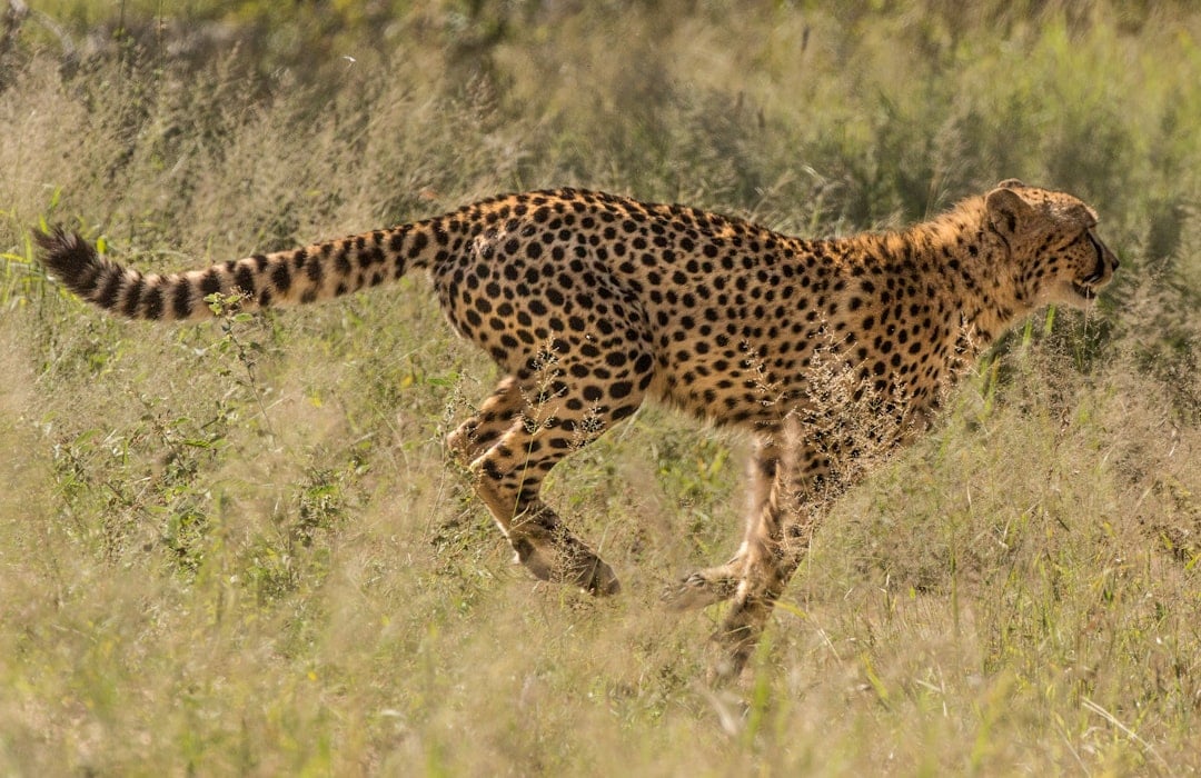 The Lightning Striker: Cheetah (Image Credits: Unsplash)