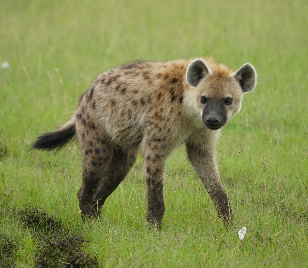 The Opportunistic Survivor: Hyena (Image Credits: Unsplash)