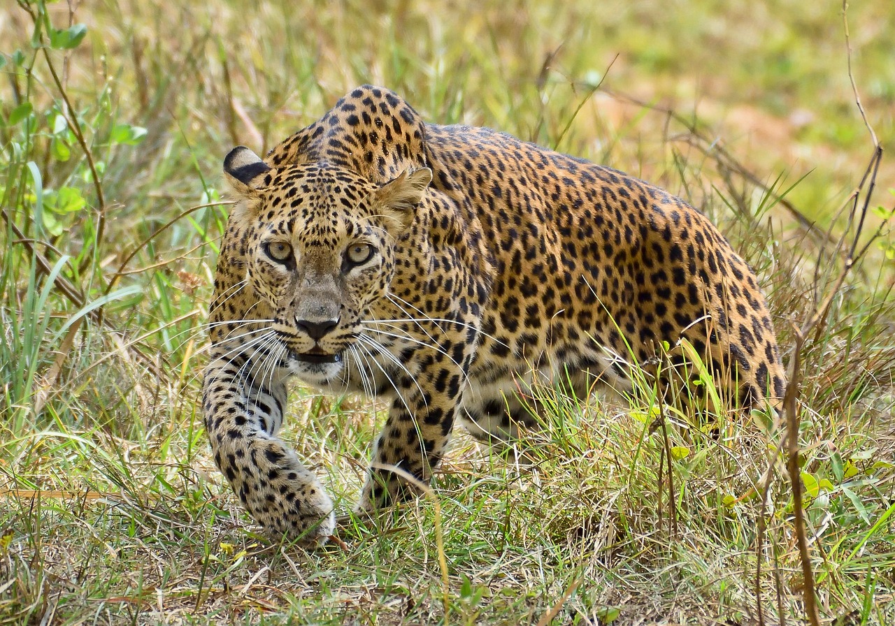 The Silent Assassin: Leopard (Image Credits: Pixabay)