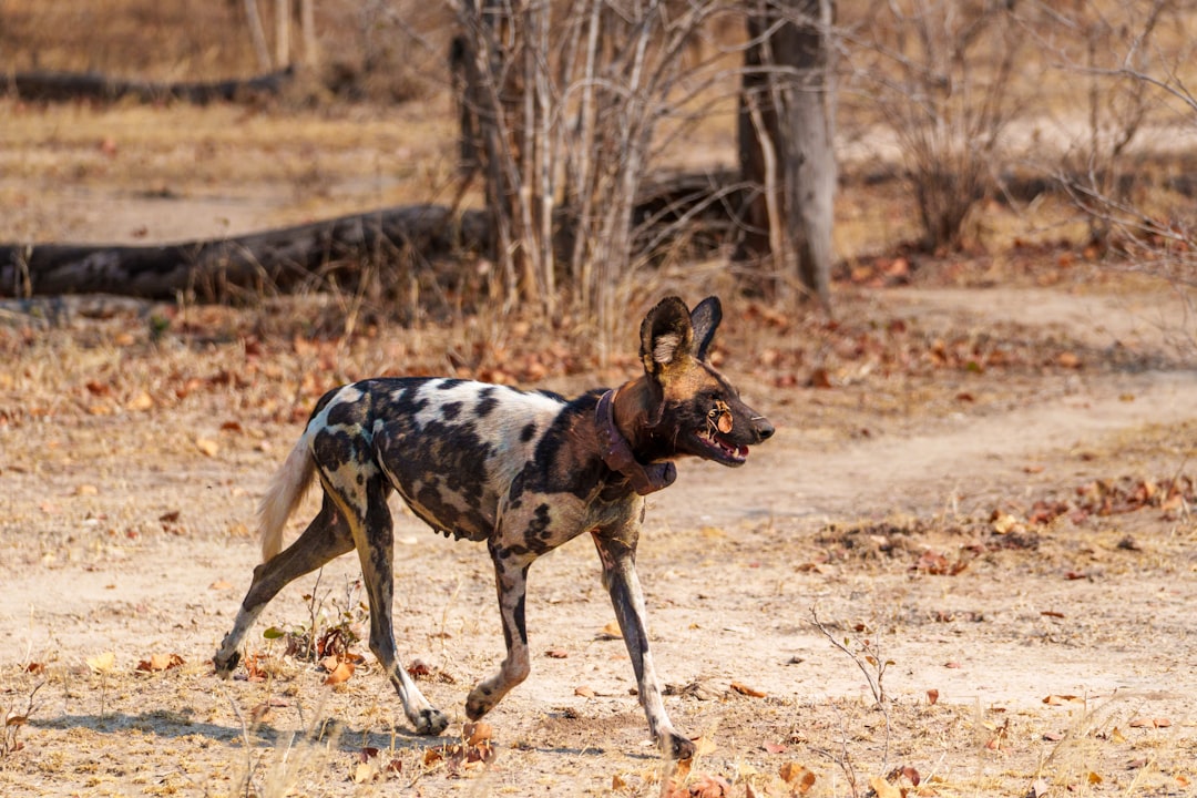 The Endurance Champion: African Wild Dog (Image Credits: Unsplash)