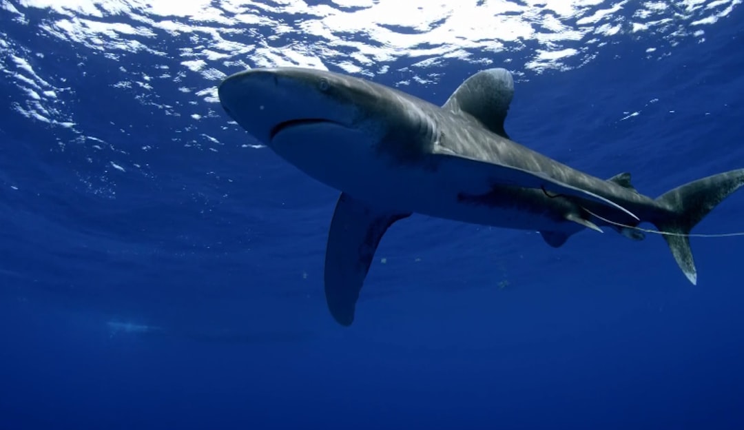The Calculated Risk-Taker: Shark (Image Credits: Unsplash)