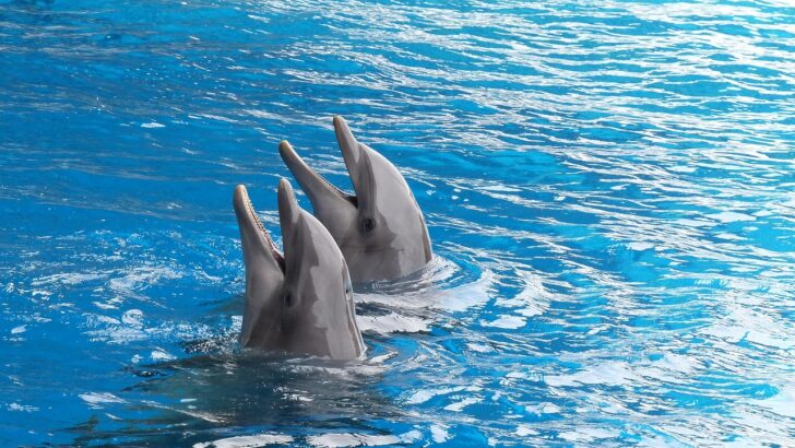 Outsiders Welcome as Bonobos and Dolphins Rewrite the Rules of Animal World Cooperation