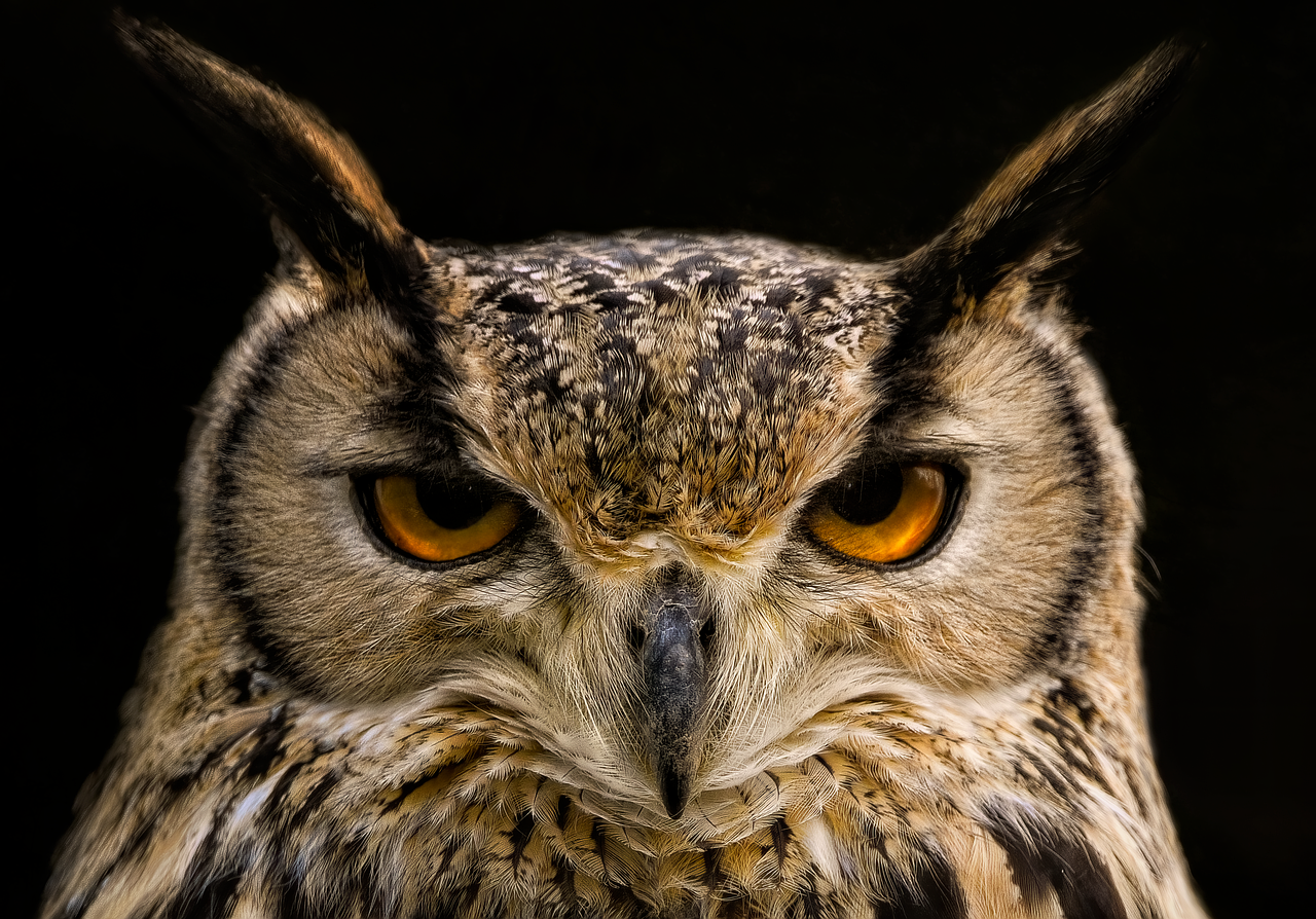 The Wise Owl: Master of Analysis (Image Credits: Pixabay)