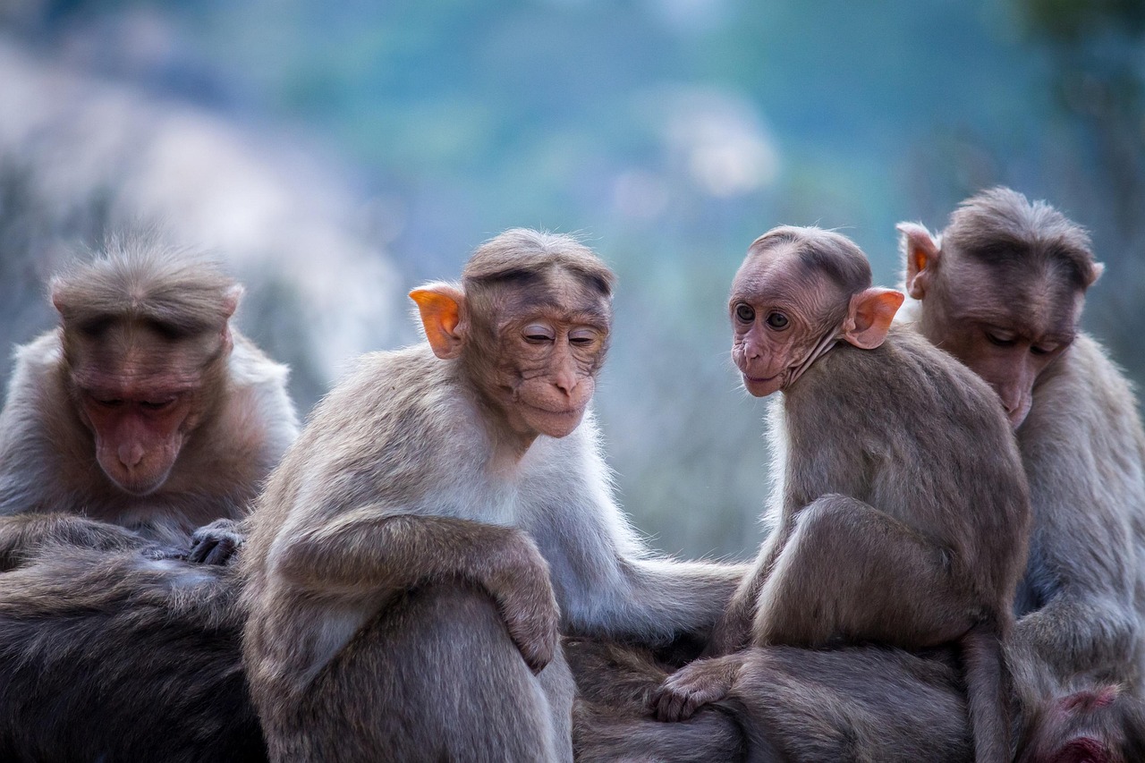 The Energetic Monkey: Creative Catalyst (Image Credits: Pixabay)