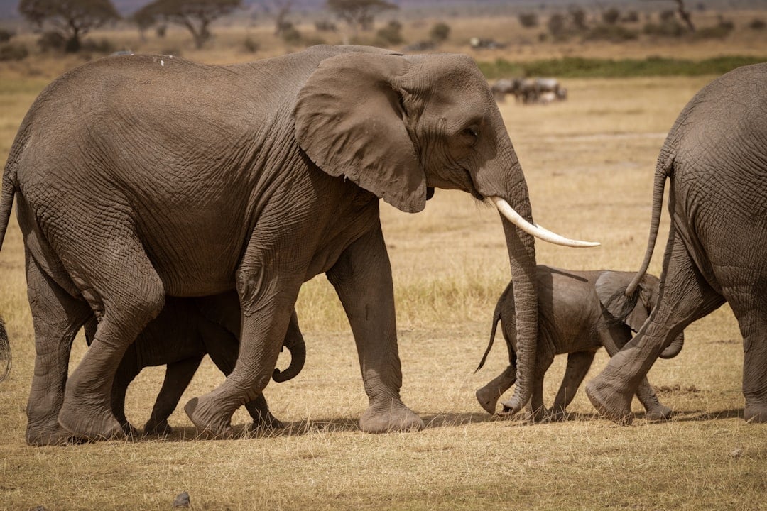 The Steadfast Elephant: Reliable Foundation (Image Credits: Unsplash)