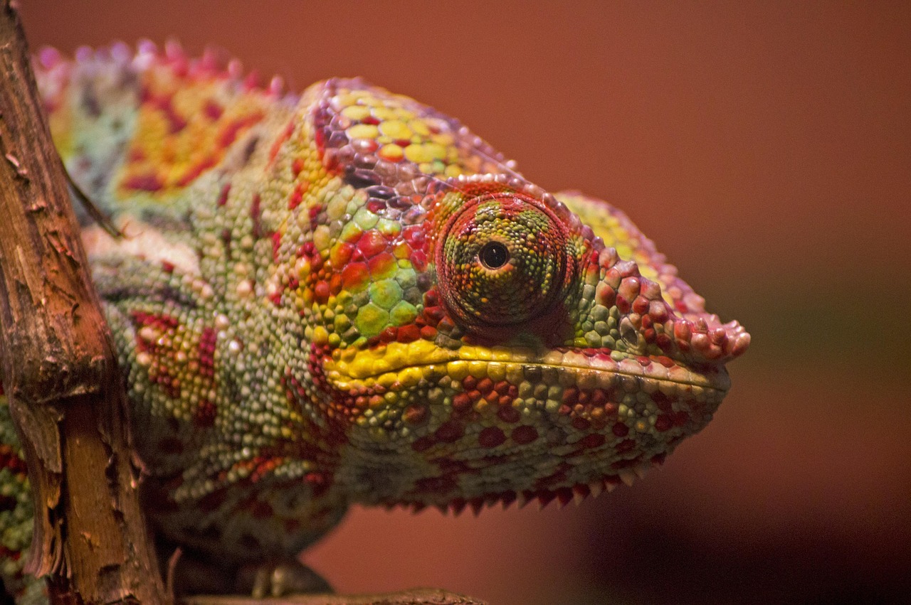 The Adaptable Chameleon: Flexible Navigator (Image Credits: Pixabay)