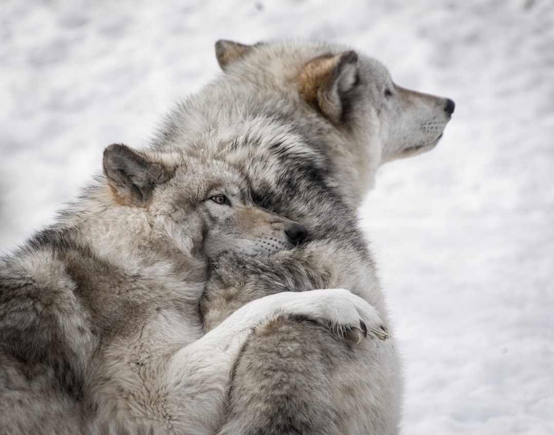 The Beta - Loyal Second-in-Command (Image Credits: Unsplash)
