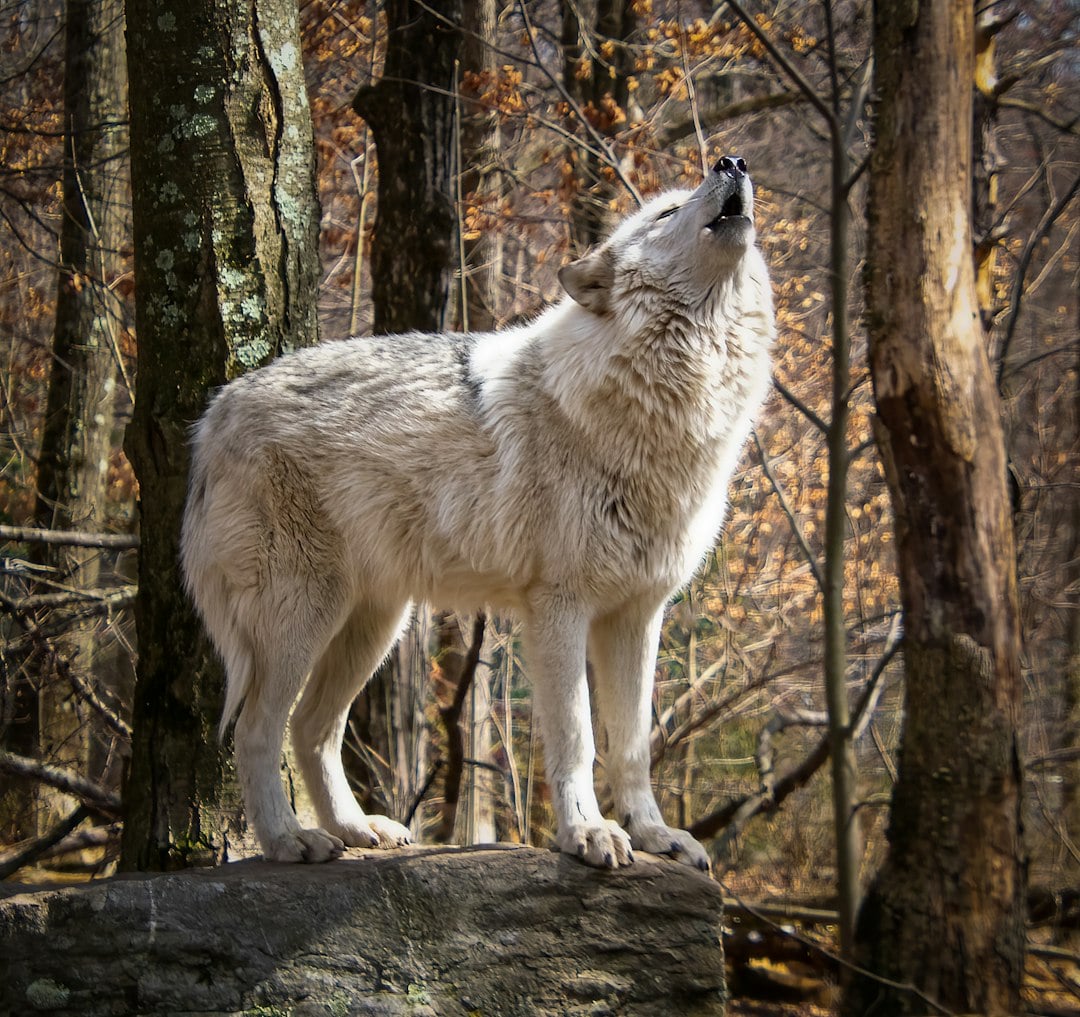 The Guardian - Protective Enforcer (Image Credits: Unsplash)