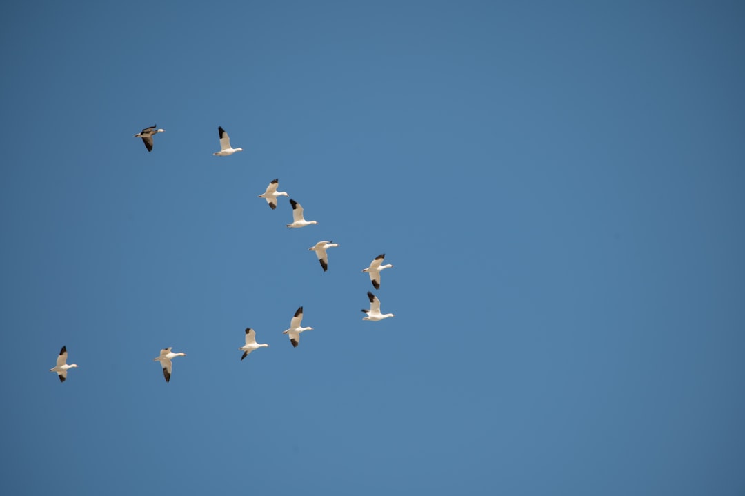 Birds Are Missing Nature's Schedule (Image Credits: Unsplash)