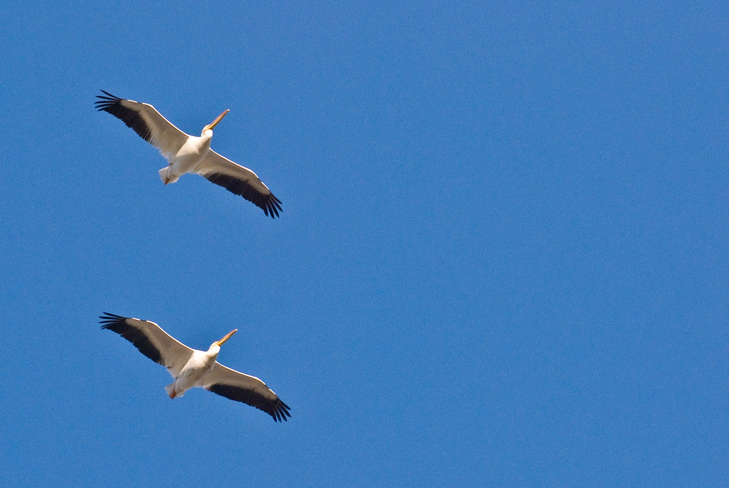The Great Migration Timing Disruption (Image Credits: Flickr)