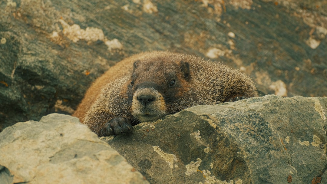 Hibernating Mammals Face a Double-Edged Sword (Image Credits: Unsplash)