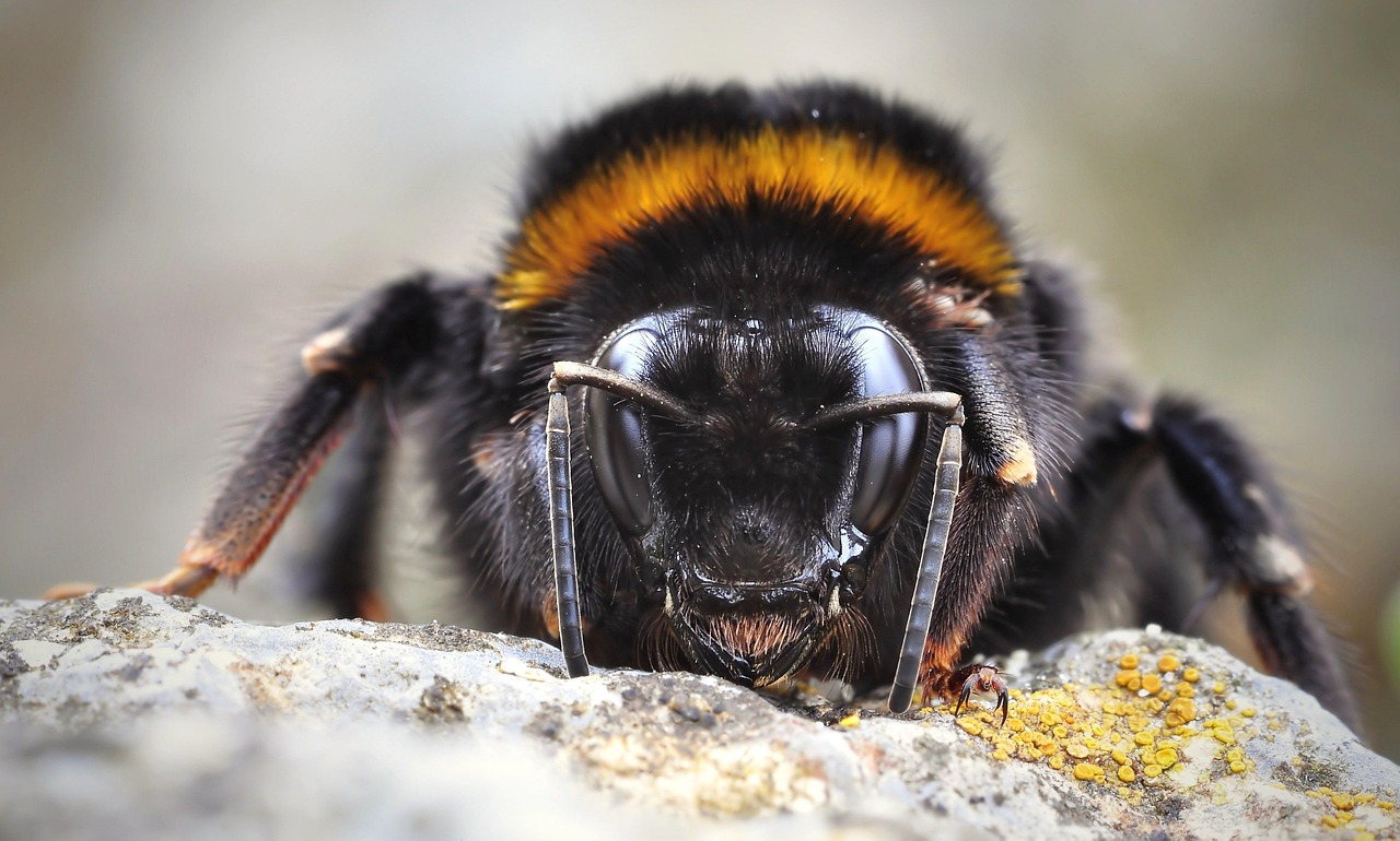 Pollinating Insects Struggle with Extreme Heat (Image Credits: Pixabay)