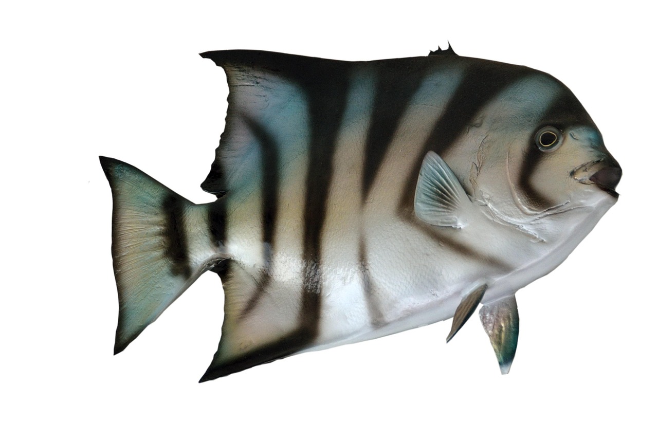 Marine Life Suffers Massive Die-offs (Image Credits: Pixabay)