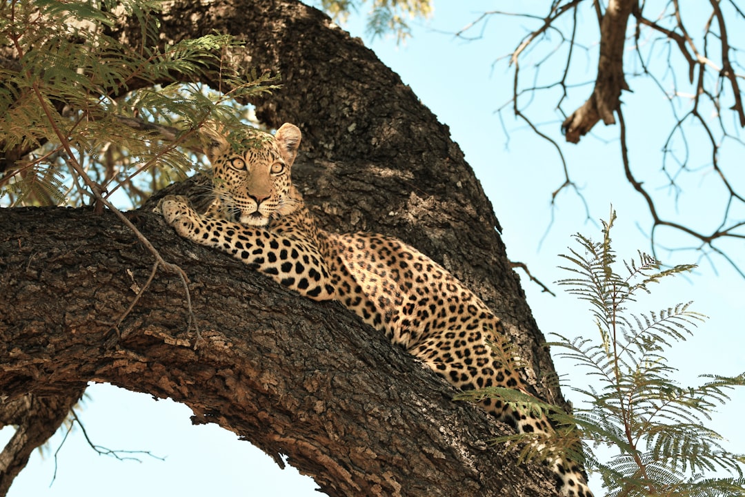 Species Push Their Limits to Adapt (Image Credits: Unsplash)